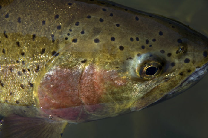 fly fishers guide to oregon