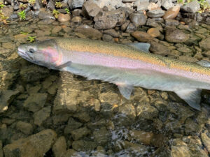 steelhead update