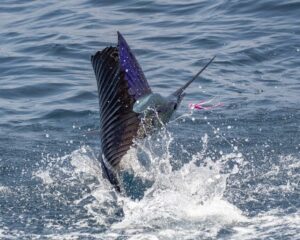 billfish