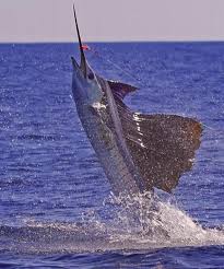 billfish
