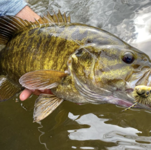 smallmouth bass fly fishing