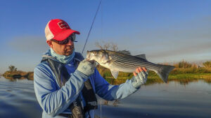 california striped bass