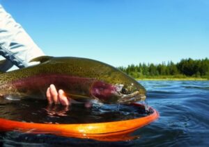 fly fishing trout lakes