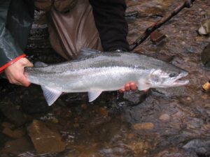 orvis fly fishing blog