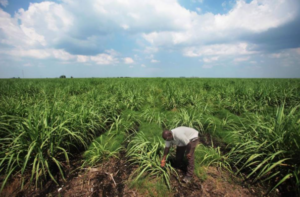 Everglades in Florida