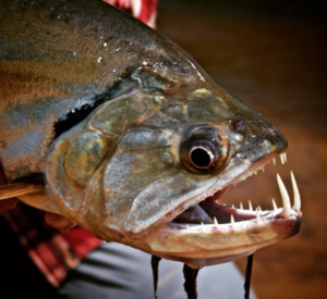 destination fly fishing