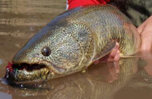 destination fly fishing