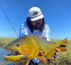 golden dorado