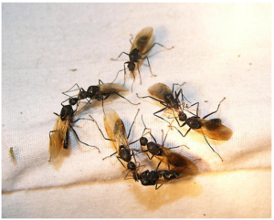 san juan river fly fishing