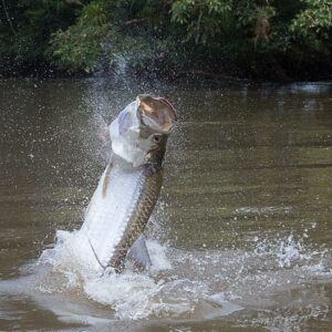 fly fishing in costa rica