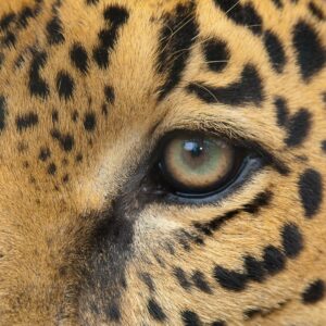 fly fishing in costa rica