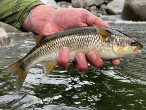 fly fishing in costa rica