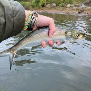 tennessee fly fishing