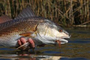 fly fishing trips