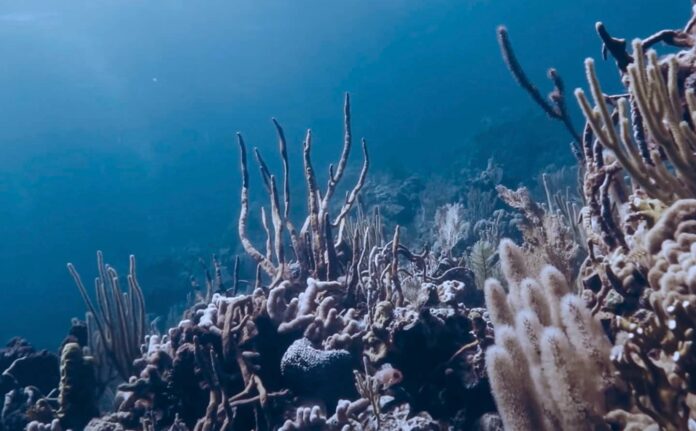 Costa Del Mar Conservation