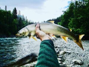 bull trout fly fishing