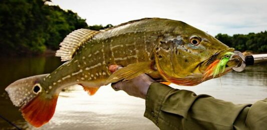 peacock bass on the fly