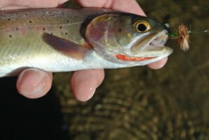 henry's fork foundation