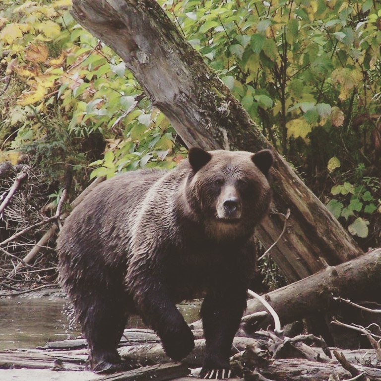 northern lights lodge