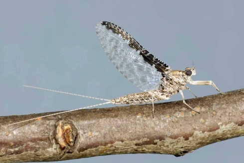 fly fishing henry's fork