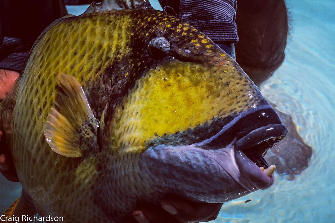 triggerfish
