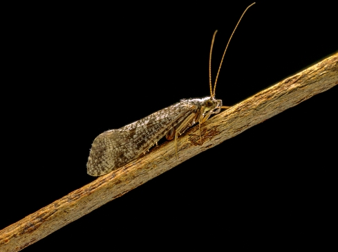 fly fishing henry's fork