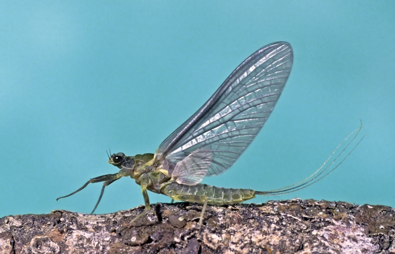 fly fishing henry's fork