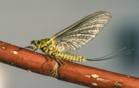 fly fishing henry's fork