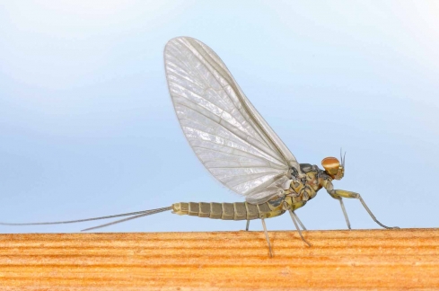 fly fishing henry's fork