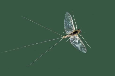 fly fishing henry's fork