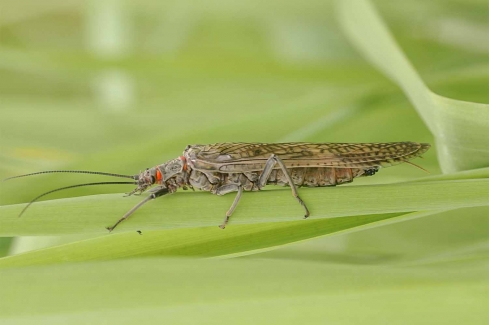 fly fishing henry's fork