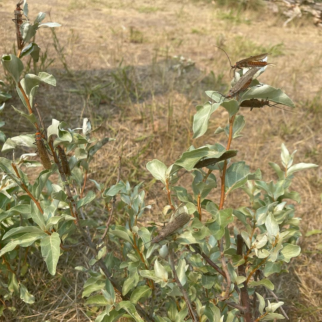 lodge at palisades creek