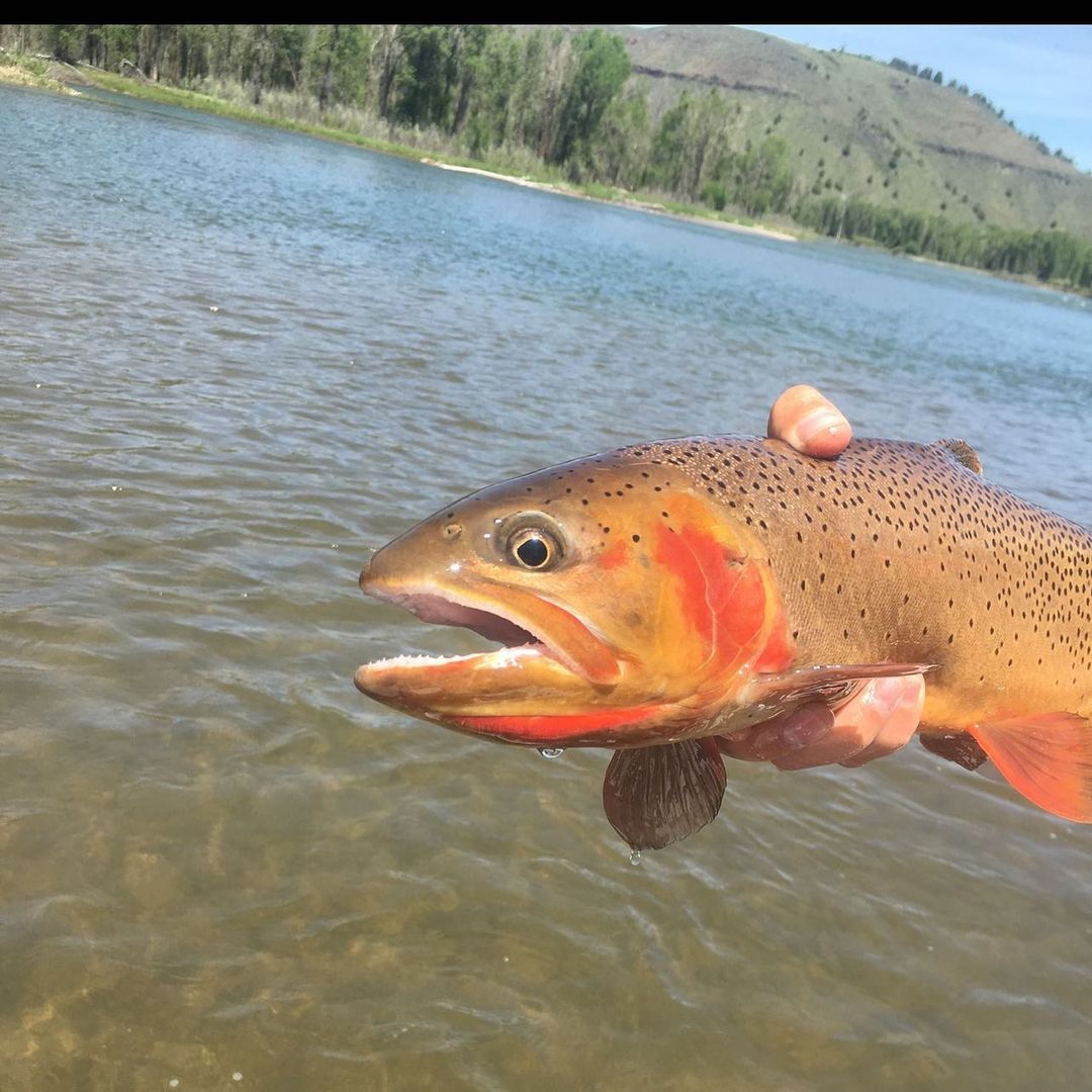 lodge at palisades creek