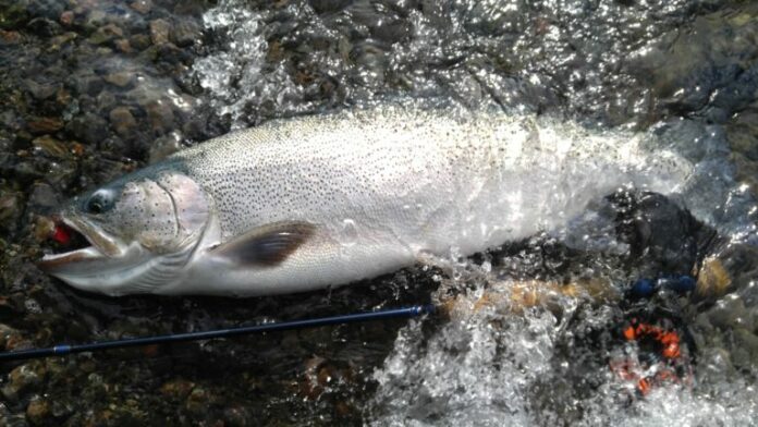 fly fishing olympic peninsula