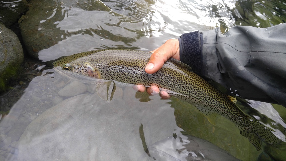 Olympic Peninsula Fly Fishing