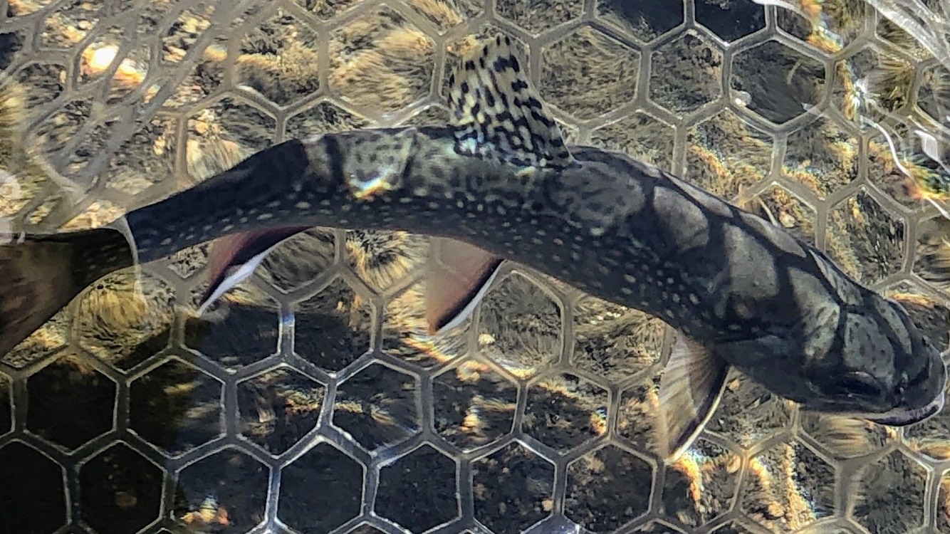 Native Fish Coalition