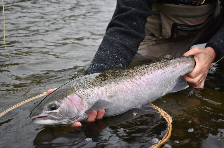 grand river fly fishing