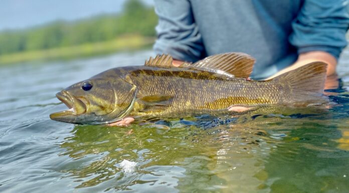 smallmouth bass flies