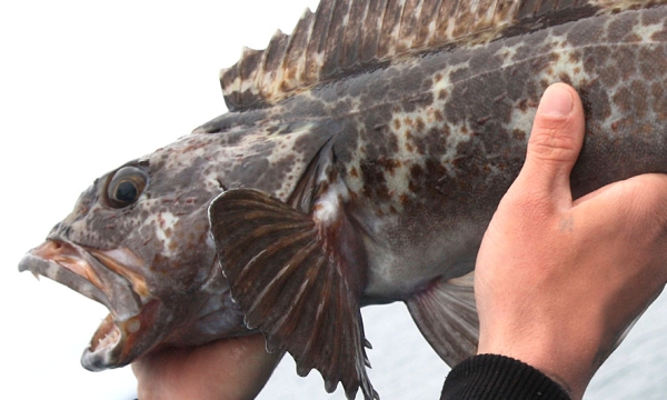 oregon jetty fishing