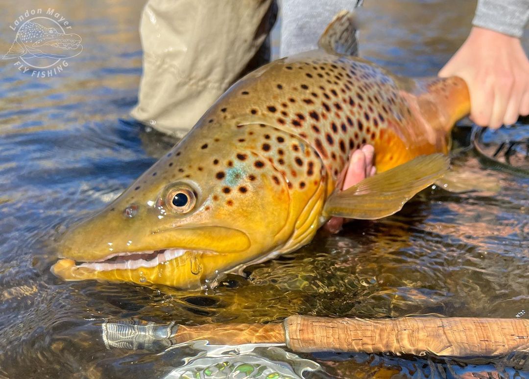 trophy trout