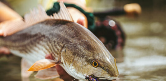 sight fishing for redfish