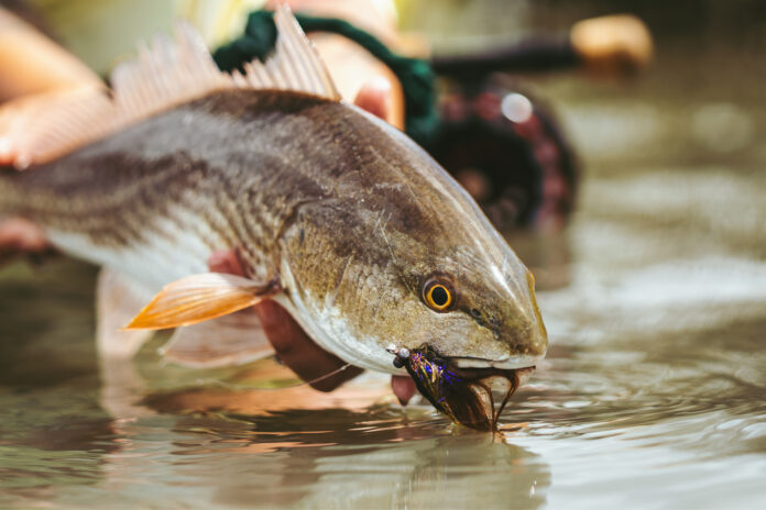 sight fishing for redfish