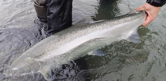 steelhead secrets