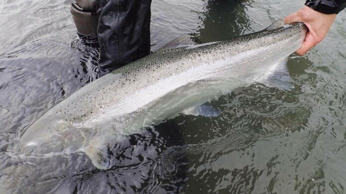 steelhead secrets