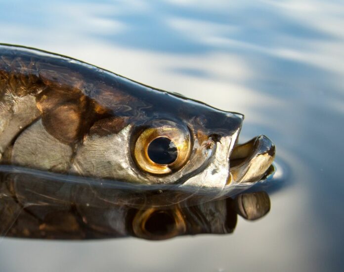 Bonefish & Tarpon Trust