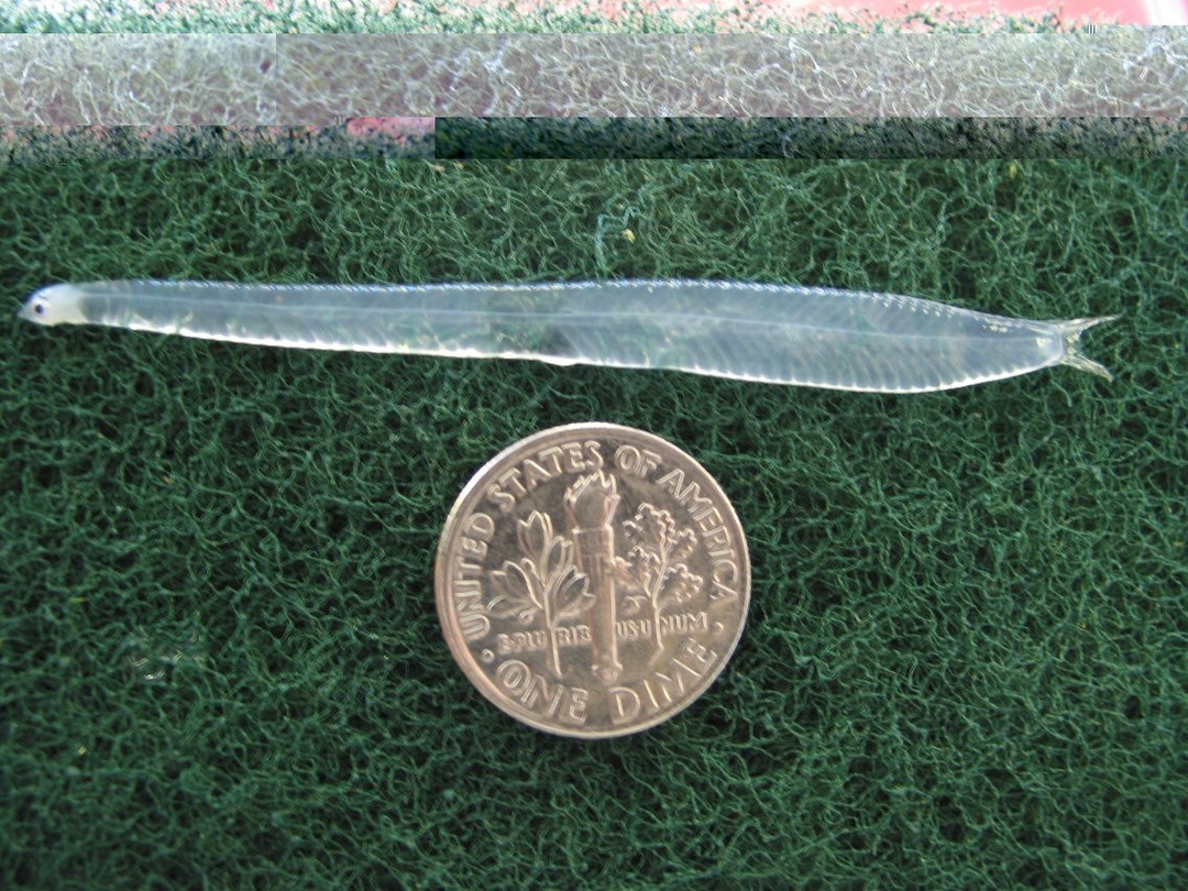 Bonefish & Tarpon Trust