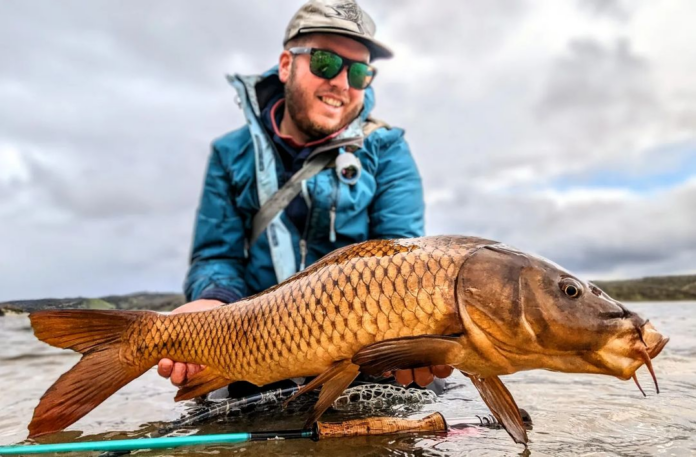california carp