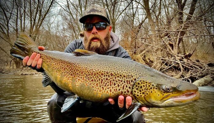 40-inch brown trout