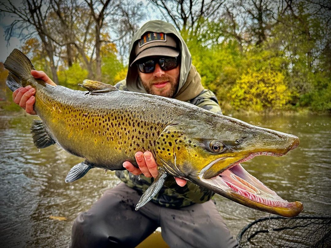 40-inch brown trout