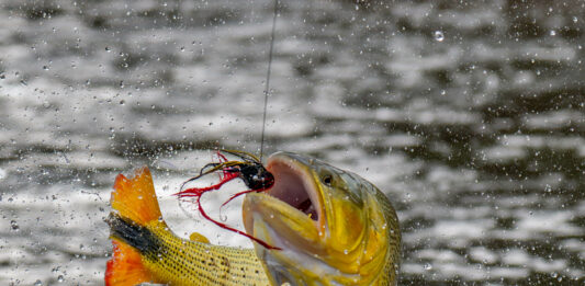 Fly Fishing Argentina